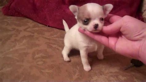 Chihuahua Applehead Puppies