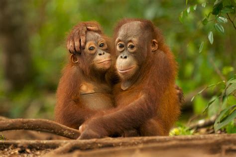 How Well Do You Know The Orangutan Greenpeace Uk