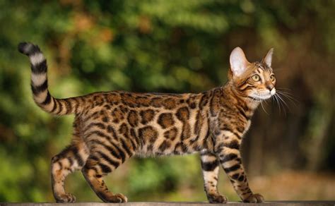 Bengal Cat Breeds Letsgetpet