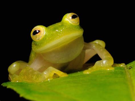 How Do Glass Frogs Become Transparent New Research Uncovers Their