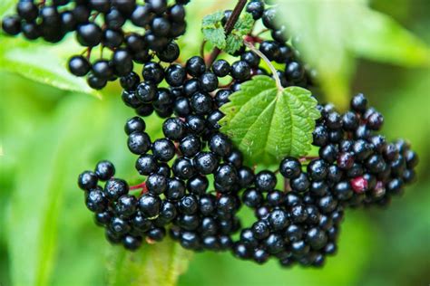 Beautiful Wild Berries You Can Pick And Eat