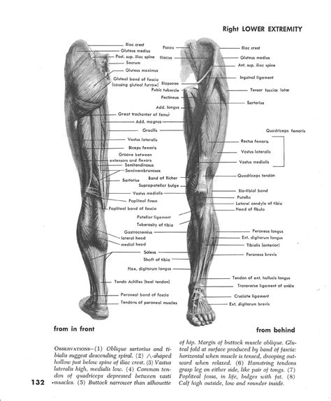 Left Leg Muscle Diagram Muscles Of The Leg And Foot Classic Human