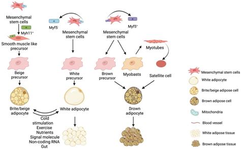 White Fat Browning Associate With Obesity Encyclopedia Mdpi