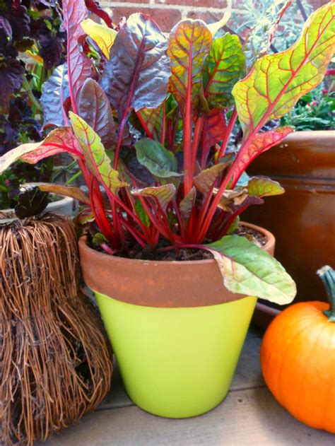 We did not find results for: How to Transform Your Container Garden for Fall - Design ...