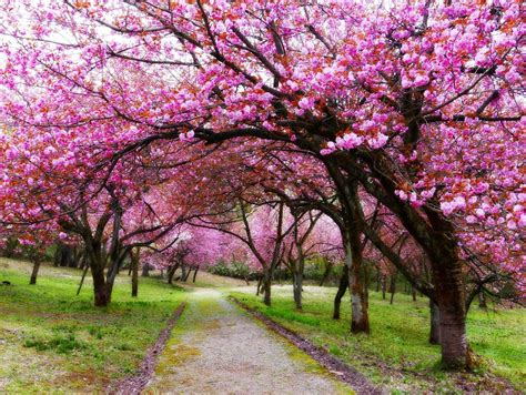 Nozomi Crafts Cherry Blossom Forest In Niigata Prefecture Japan