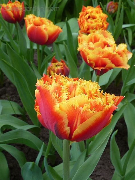 Plantfiles Pictures Fringed Tulip Dutch Pioneer Tulipa By Saya