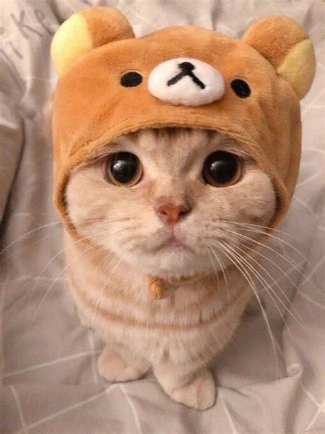 The Hat Makes Her Look So Much Better Cute Cat  Cute Baby Cats