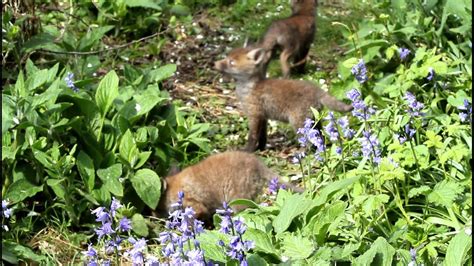 Fox Cubs In The Bluebells Youtube