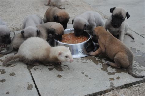 Fading puppy syndrome (or fading puppy complex) is when a puppy dies within the first few weeks of life without a clear cause of death or clinical signs, that is to say, they fail to thrive. Canine Herpes / Puppy Fading Syndrome