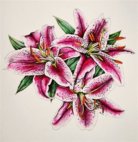 Stargazer Lily Drawing At Getdrawings Free Download