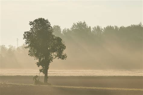 Free Images Fog Tree Atmospheric Phenomenon Mist Sky Morning
