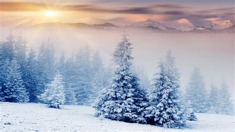 Trees Wallpaper Os Trees Pines Mountains Snow Winter Sunset