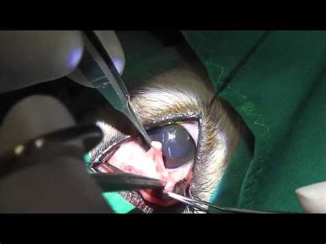 Make sure to browse our latest review about this illness, its symptoms and treatments to prevent this from so, what exactly is cherry eye? Surgical correction of third eyelid prolapse - YouTube