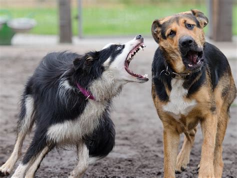 How Do Dogs Communicate With Each Other Good Heels Dog Walking