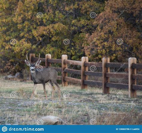 Young Mule Deer Buck Poses For A Portrait Stock Photo Image Of