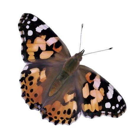 A wide variety of diy butterfly house options are available to you, such as feature, closure type, and application. Watch Caterpillars Transform Into Butterflies With This ...