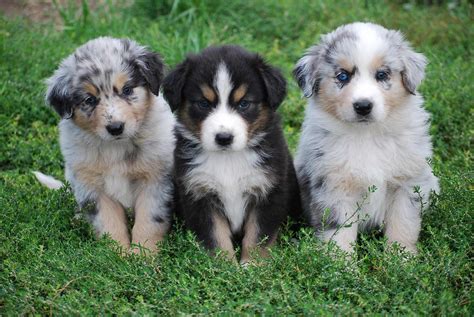One common theme coming from owners of australian shepherd puppies is that they can be very destructive little beasts! Australian Shepherd Dog Breed » Information, Pictures, & More