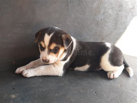 Cute Puppy Sitting On Floor Stock Image Image Of Puppy Cute 170980533