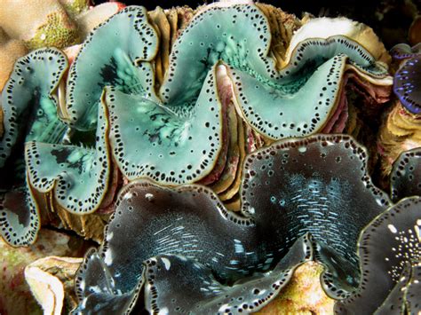Giant Clams Share Symbiotic Algae With Corals Via Poop Oceanbites