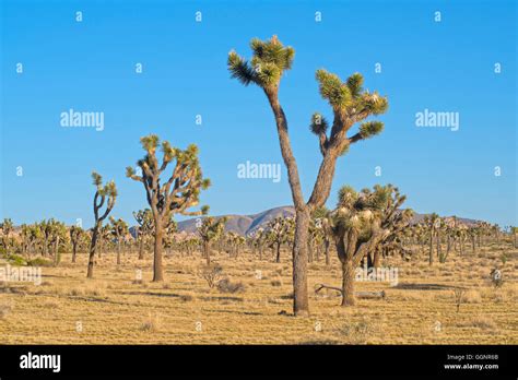 Joshua Trees In Mojave Desert California United States Stock Photo