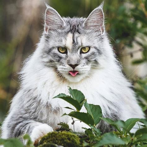 Are Maine Coon Cats Aggressive Catman