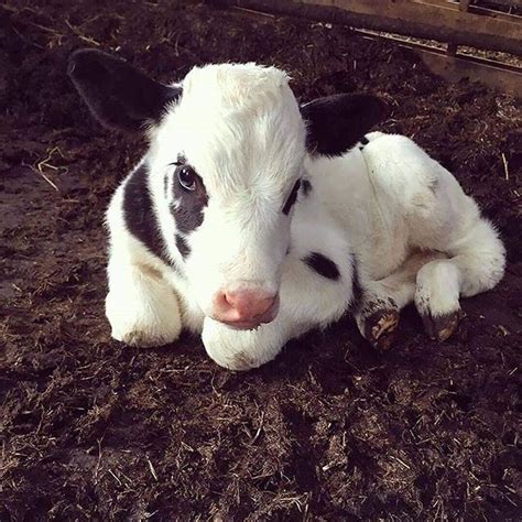 Cutest Cows Instagram Photos And Videos Cute Baby Cow Cutee