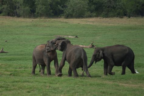 Baby Elephants Playing In A Field Stock Photo Download Image Now