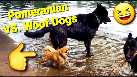 Woof woof puppies & boutique, southfield, michigan. Pomeranian VS. 'Woof' Dogs - YouTube
