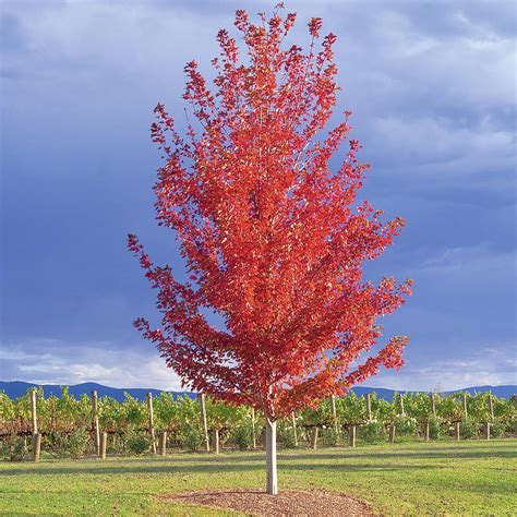 200mm Autumn Blaze Maple Acer Rubrum Jeffersred Bunnings Australia