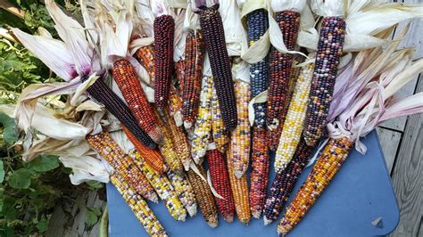 Rare Giant Indian Corn Seeds X50 Easy To Grow Colorful Etsy