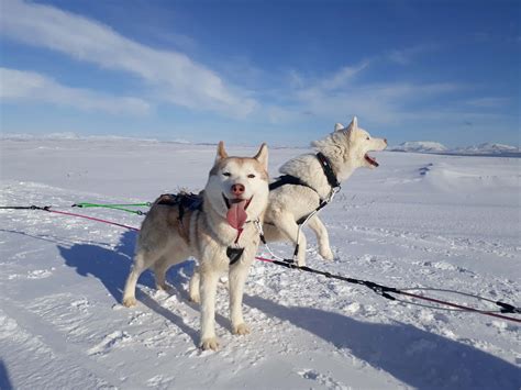 Dog Sledding On Snow Cool Travel Iceland