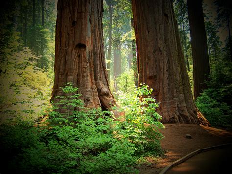 Redwood Forrest One Of The Few Places In America That I Havent Been