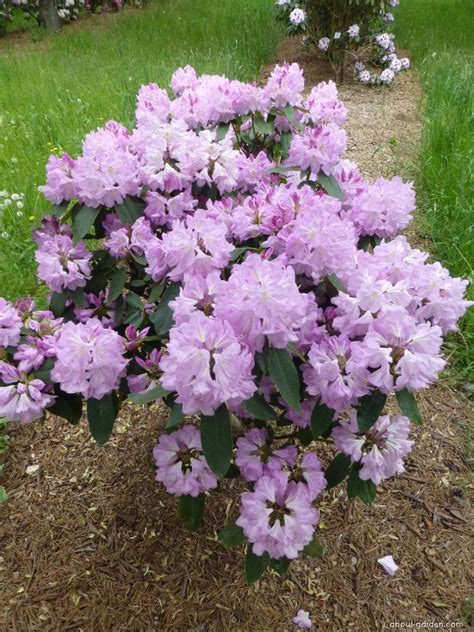 Pěnišník Fortuneův Lavender Girl Rhododendron Fortunei About