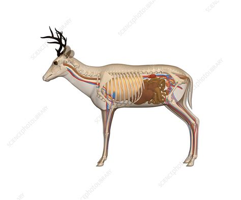 Deer Anatomy Artwork Stock Image C0104853 Science Photo Library