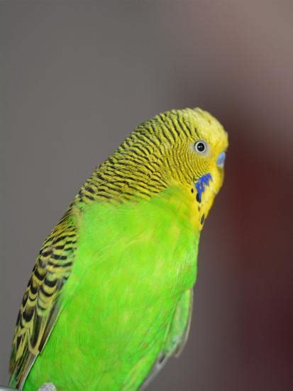 Green Budgie Bird Parrot Print By Wonderful Dream At