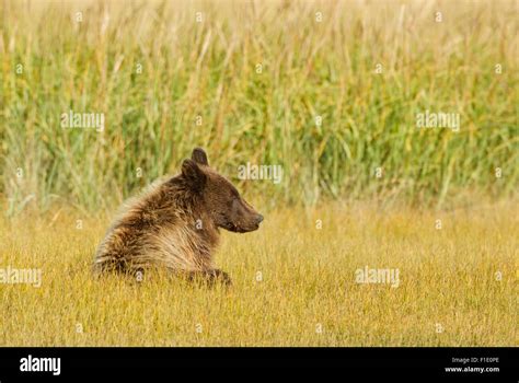 Second Year Grizzly Cub Lying Down In Tall Grass Stock Photo Alamy