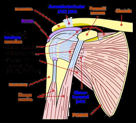 Acromion Shoulder Anatomy Injuries Pain And How To Fix It Gymless