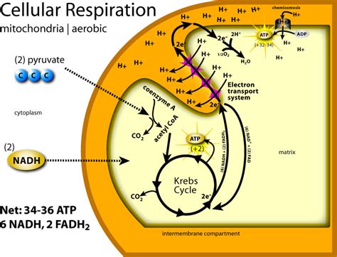 Bk channels are ubiquitous throughout the body and thus have a large and vast impact on the body as a whole and at a more cellular level, as discussed. bensozia: Nick Lane, The Vital Question: Energy, Evolution ...