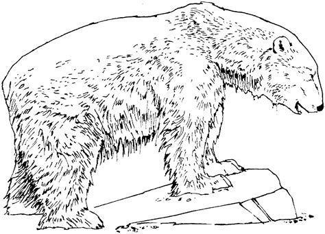 Maybe you would like to learn more about one of these? Free Bear Coloring Pages