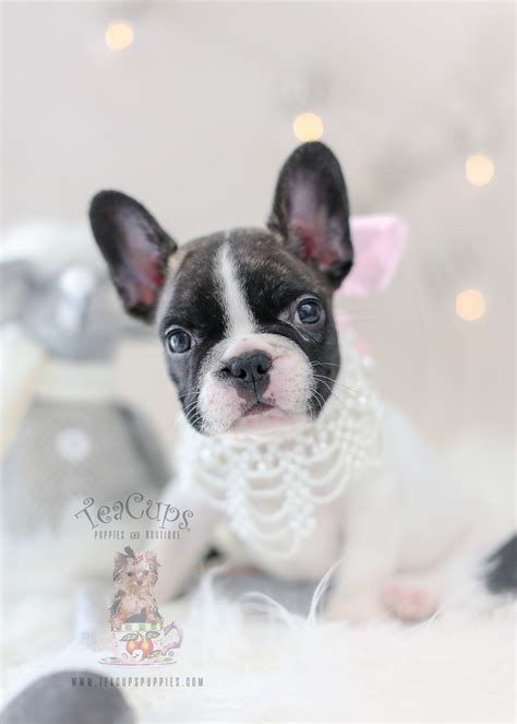 The teacup french bulldog is a very lovable dog. Maltese Puppies South Florida | Teacups, Puppies & Boutique