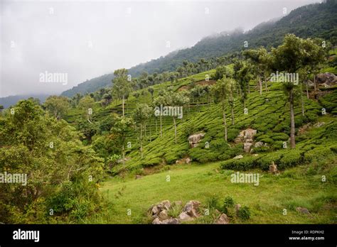 View From The Nilgiri Mountain Railway Between Ooty And Mettupalayam