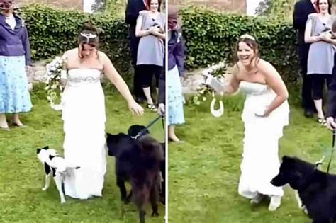 Hilarious video: Stray puppy crashes wedding, leaving unforgettable