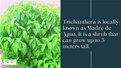 Propagation Guide For Trichanthera Youtube