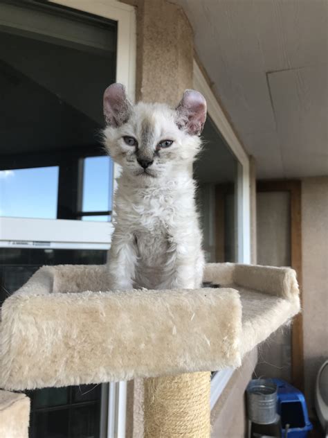 Kittens for sale by breed. Highland Lynx Cats For Sale | Colorado Springs, CO #278455
