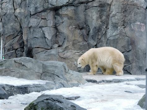 Where Can I See Polar Bears Visit Anchorage Alaska