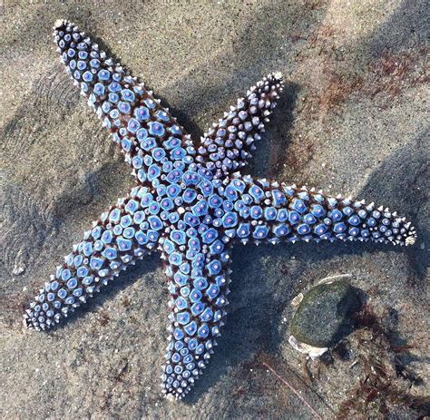 Blue Starfish Photograph By Konni Jensen