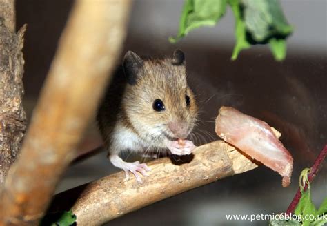 Mice As Pets Pros And Cons Pet Mice Uk