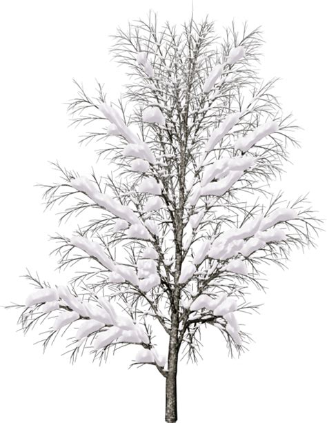 White Birch Tree Png Transparent White Birch Treepng Images Pluspng