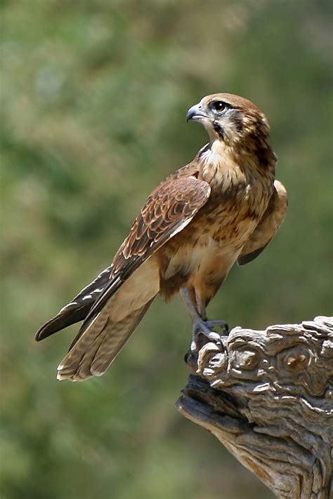 √ 6 Different Types Of Falcons Birds Animal Spirit Guides Birds Of Prey