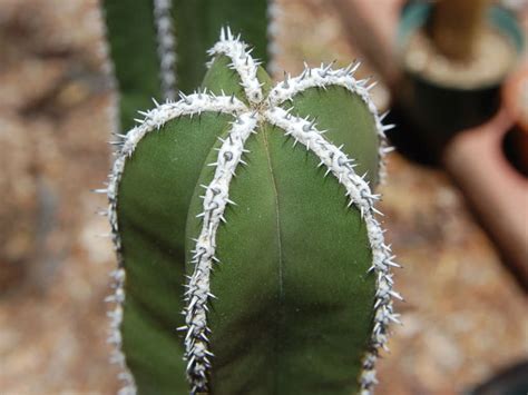 If you only have a common name for your cactus or succulent plant and want to try finding out more information on it try searching for it under its scientific name. Pachycereus marginatus | World of Succulents